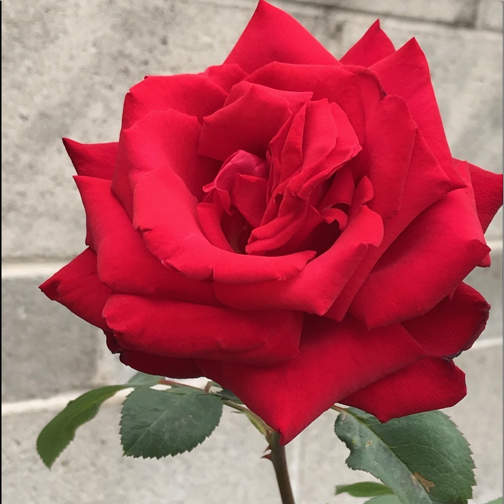 Meet your Posher, Nid